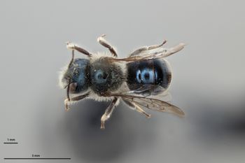 Media type: image;   Entomology 793325 Aspect: habitus dorsal view